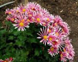 род Chrysanthemum. Цветущее растение (культивар). Крым, Южный Берег, Партенит, парк ЛОК \"Айвазовское\". 05.11.2016.