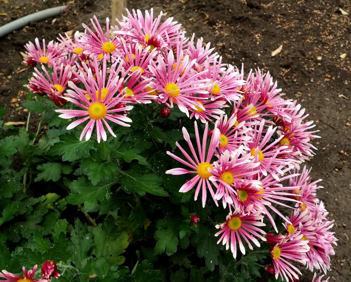 Изображение особи род Chrysanthemum.