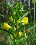 Oenothera rubricaulis. Верхушка цветущего растения. Кировская обл., Яранский р-н, окр. с. Лум, край леса, обочина дороги. 23.06.2015.