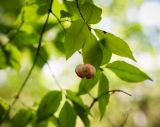 Euonymus verrucosus. Раскрывающийся плод. Ярославская обл, Переяславский р-н, усадьба Ботик, парк. 16.08.2016.