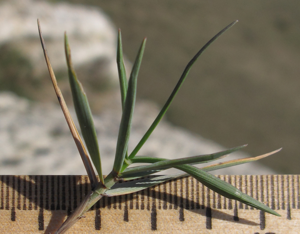 Image of Agropyron pinifolium specimen.