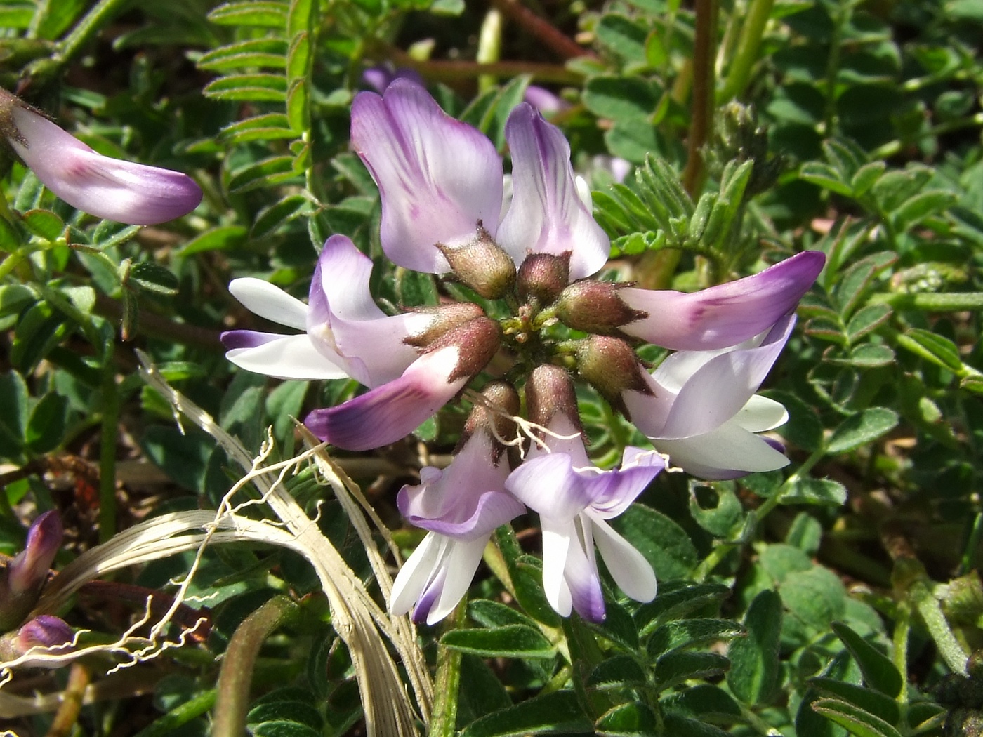 Изображение особи Astragalus alpinus.