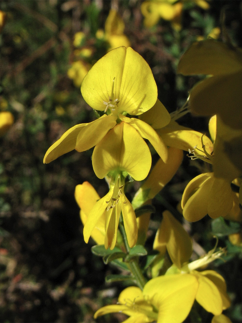 Изображение особи Genista pilosa.