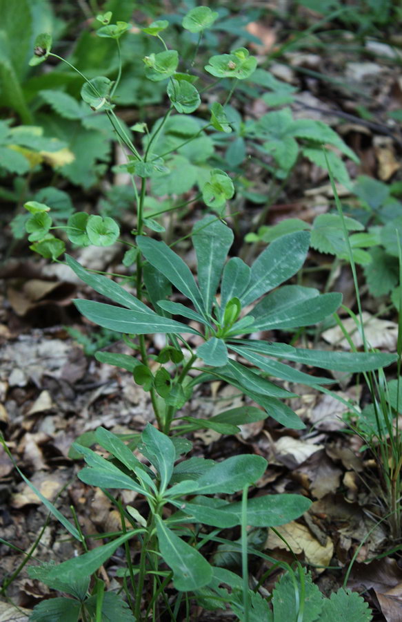 Image of Euphorbia amygdaloides specimen.