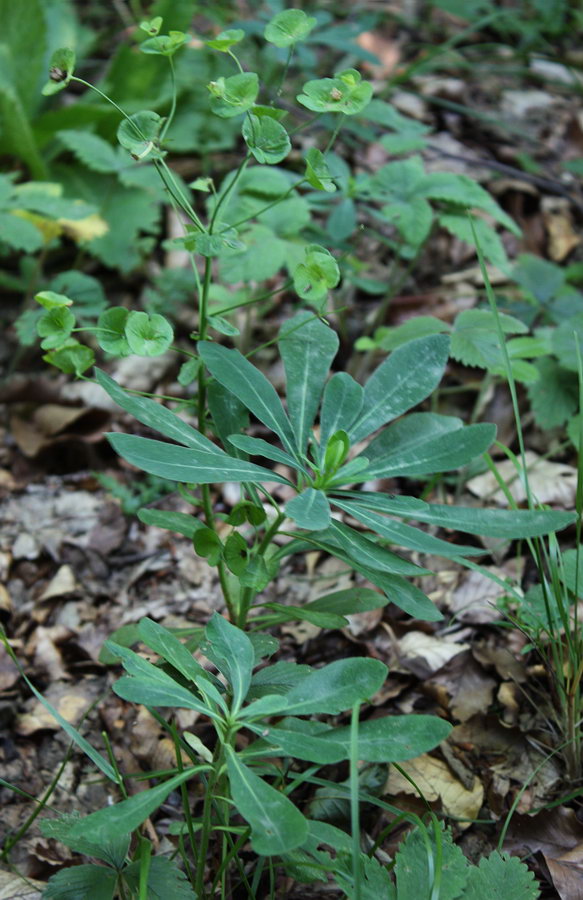 Изображение особи Euphorbia amygdaloides.