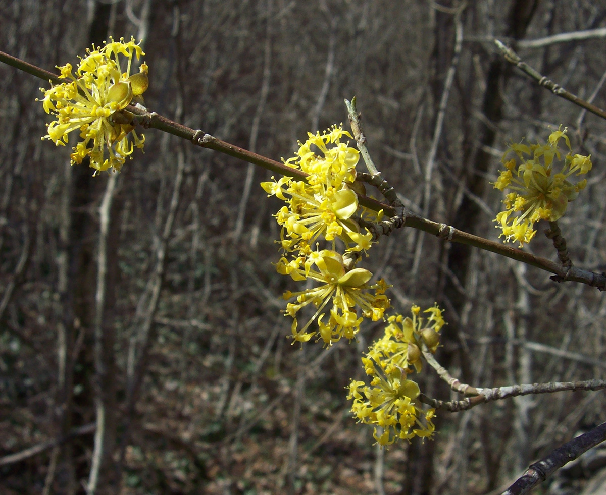 Image of Cornus mas specimen.