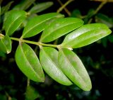 Buxus colchica