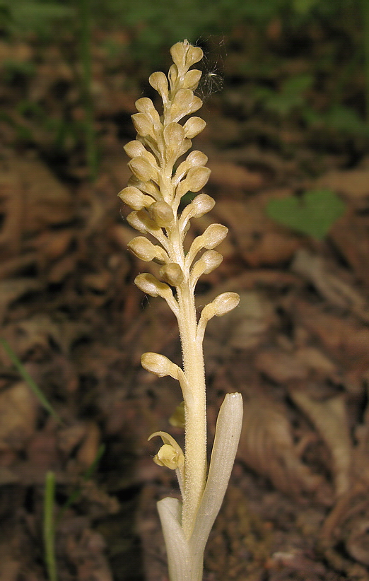 Image of Neottia papilligera specimen.