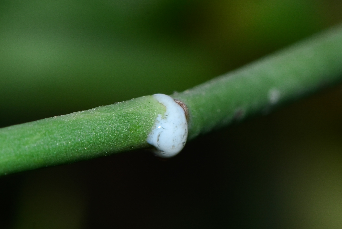 Image of Euphorbia xanti specimen.