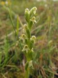 Platanthera oligantha. Соцветие. Магаданская обл., Ольский р-н, Ольское шоссе, среди кустарников. 14.07.2012.