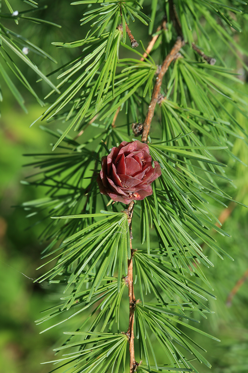 Image of Larix gmelinii specimen.