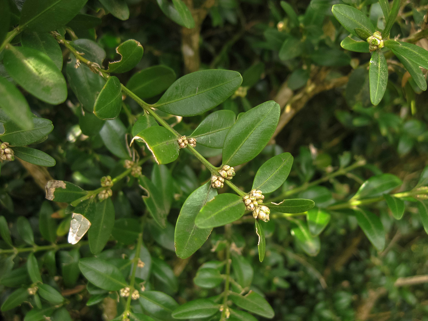 Image of Buxus colchica specimen.