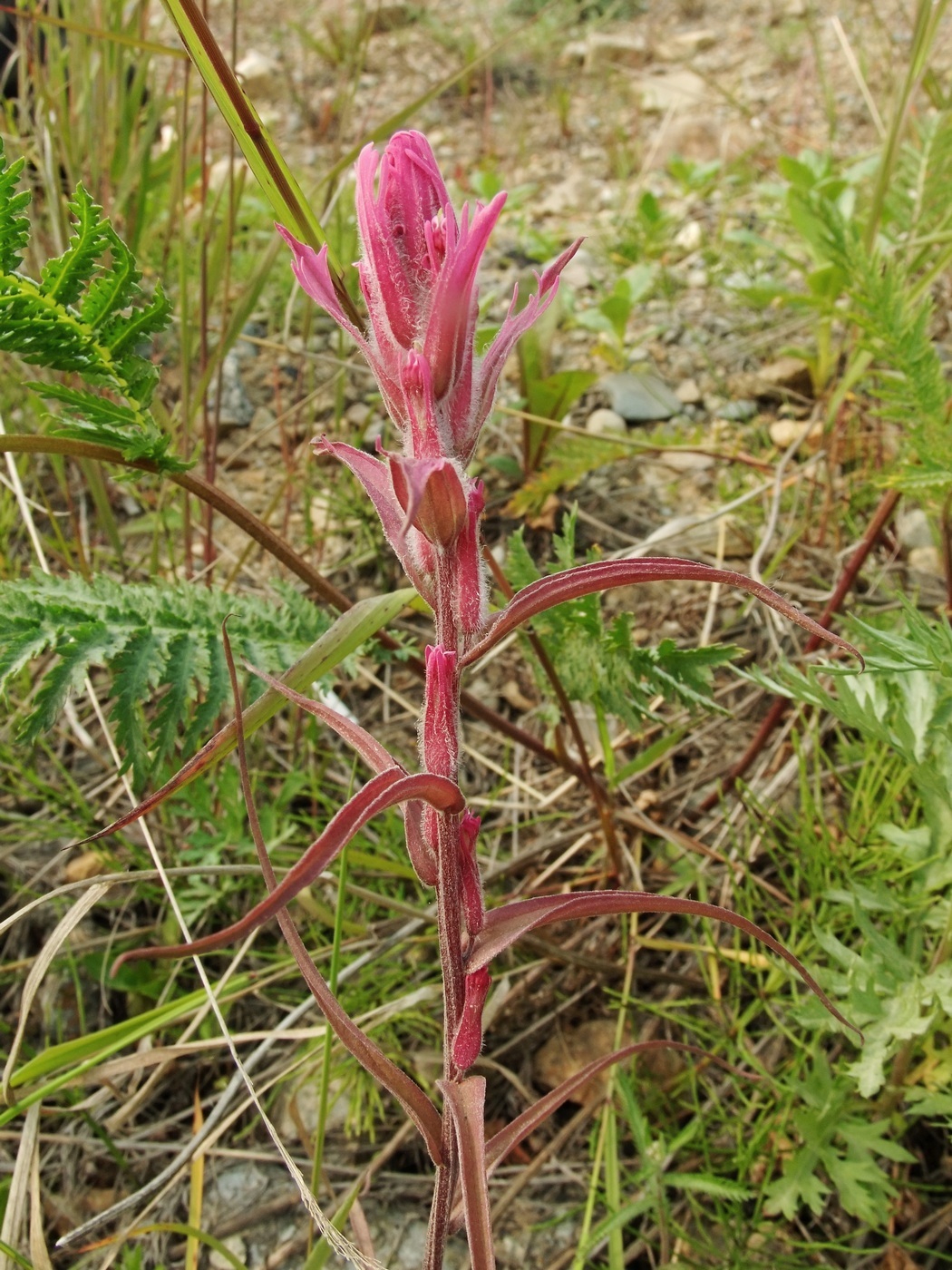 Image of Castilleja rubra specimen.