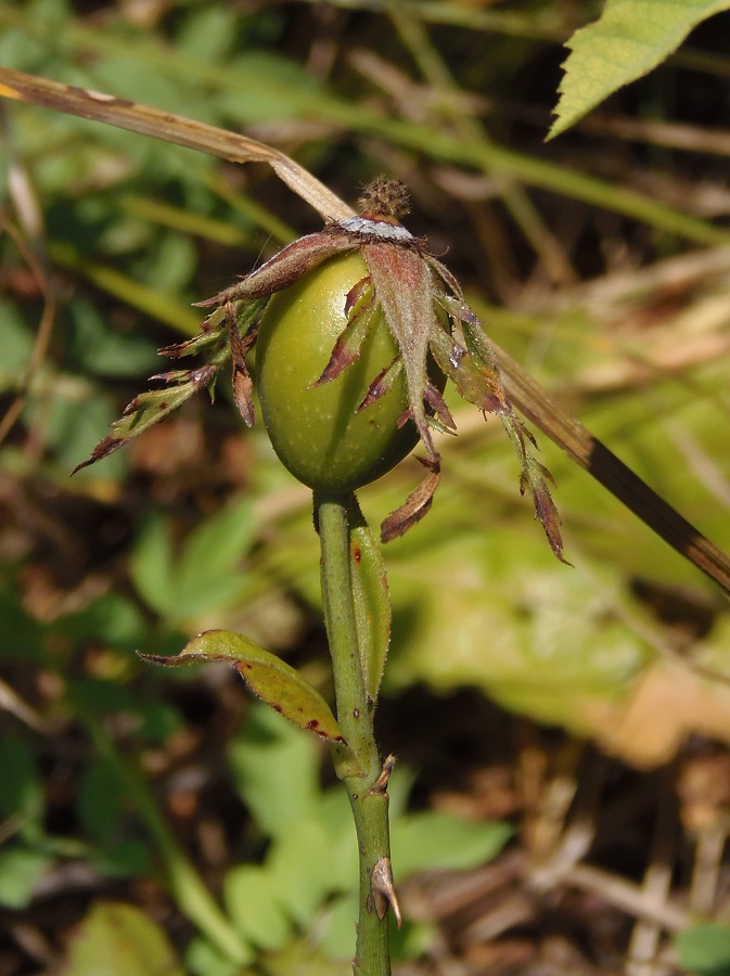 Image of genus Rosa specimen.