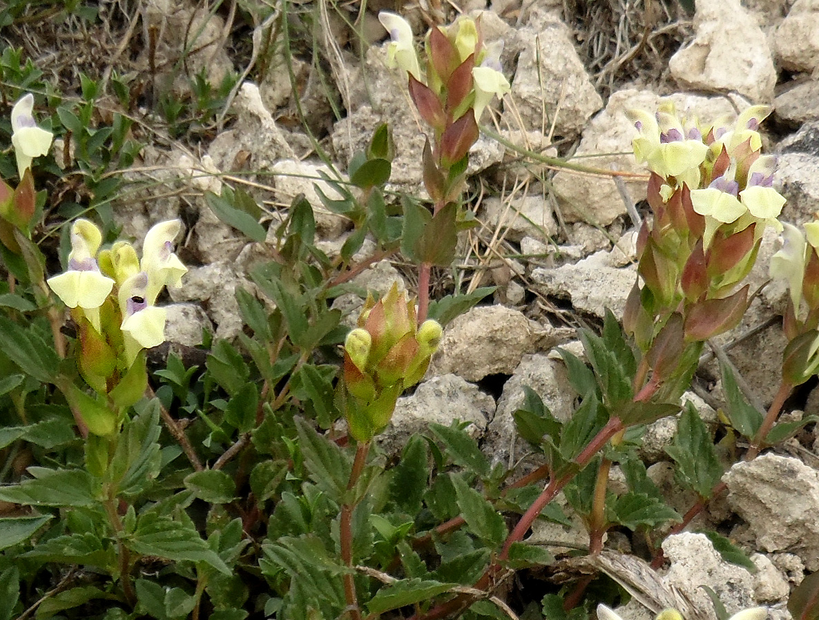 Изображение особи Scutellaria verna.