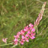 Onobrychis viciifolia. Соцветие. Ростовская обл., Неклиновский р-н, Фёдоровское с/п, дол. р. Мокрый Еланчик, у грунтовой дороги. 22.05.2017.