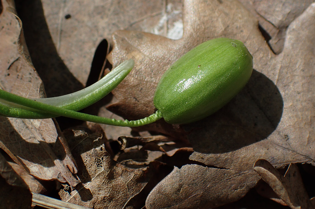 Изображение особи Galanthus nivalis.