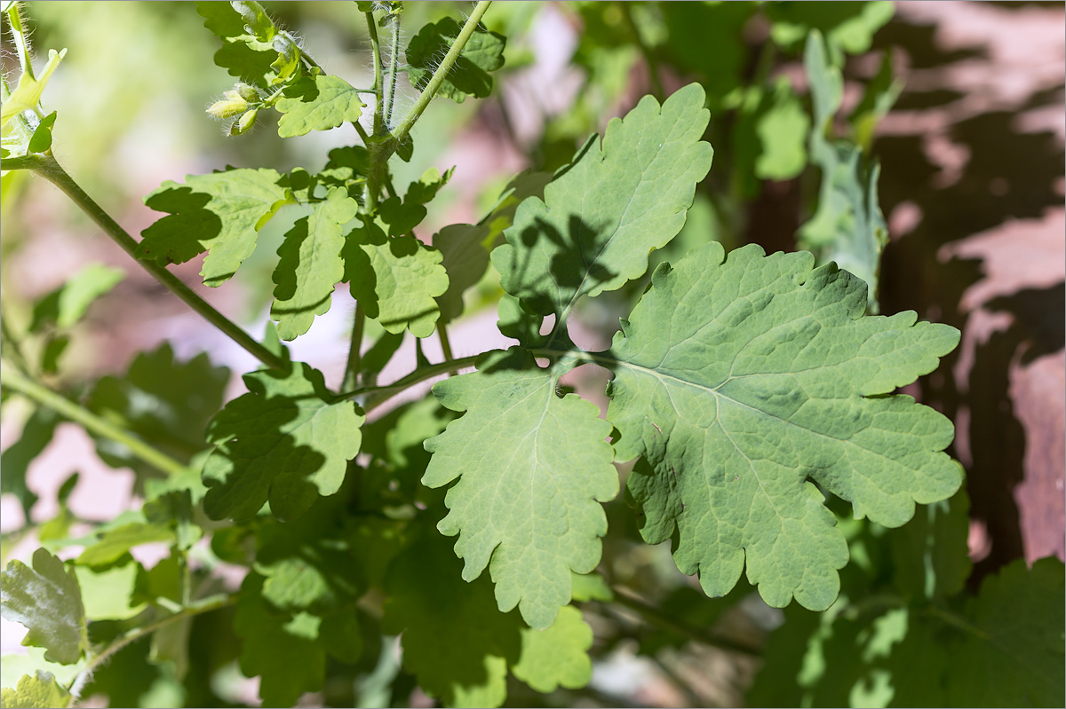 Изображение особи Chelidonium majus.