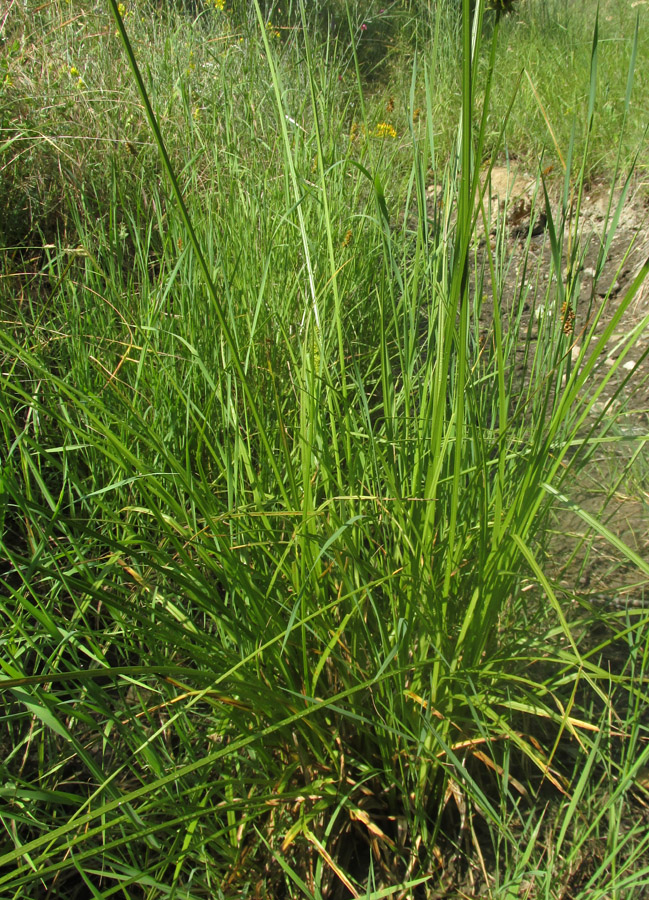 Image of Carex otrubae specimen.