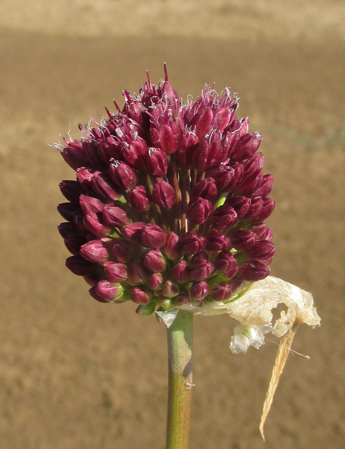 Image of Allium regelianum specimen.