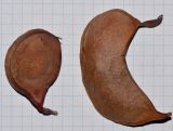 Image of taxon representative. Author is Татьяна Мальчинская