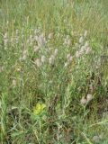 Trifolium arvense