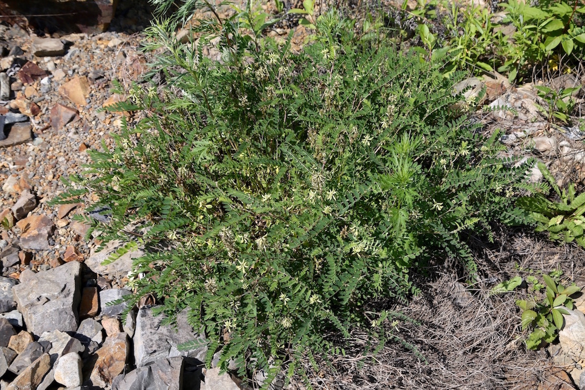 Изображение особи Astragalus schelichowii.