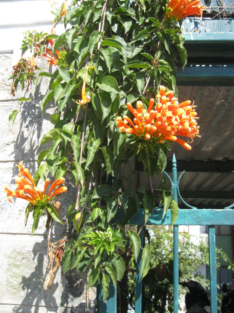 Image of Pyrostegia venusta specimen.