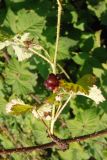 Rubus × idaeoides