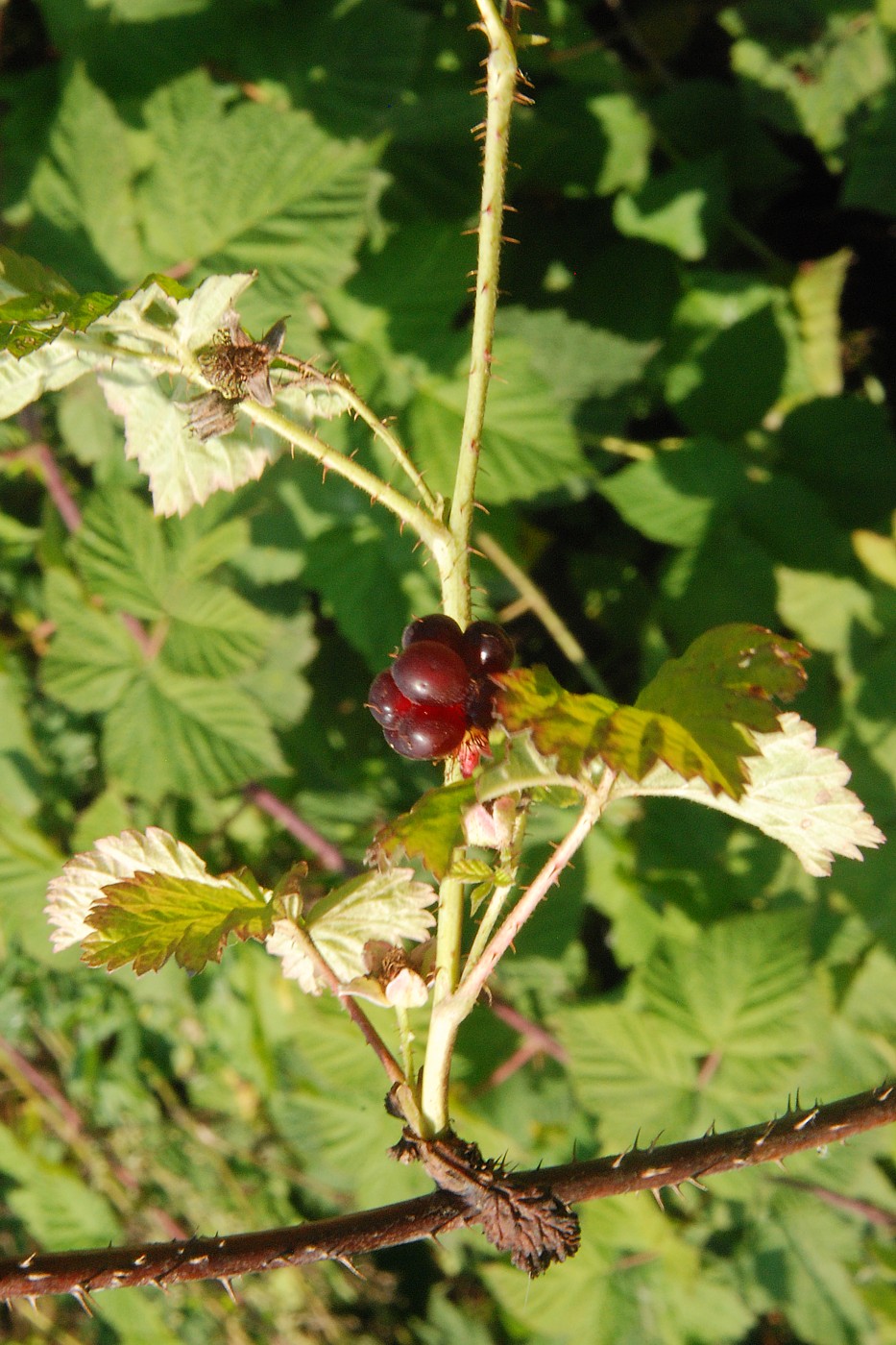 Image of Rubus &times; idaeoides specimen.