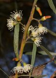 Eucalyptus spathulata