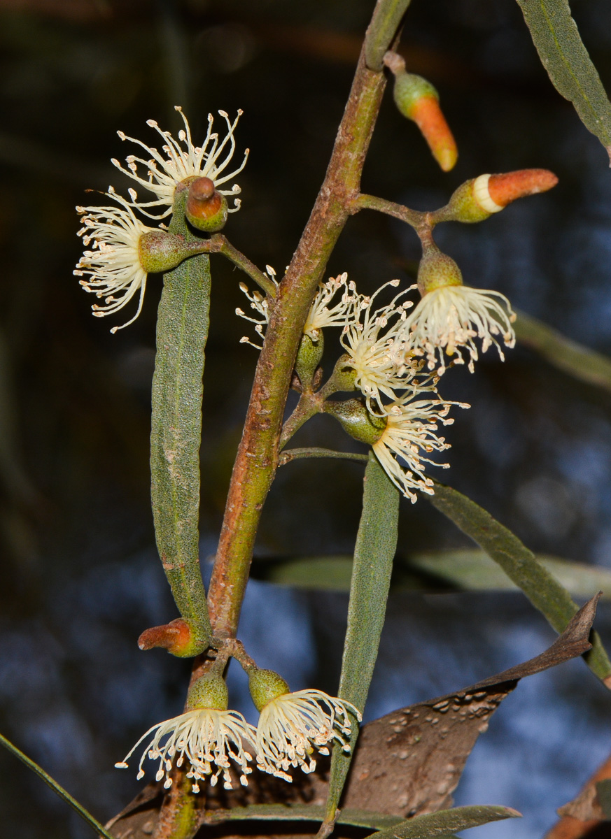 Изображение особи Eucalyptus spathulata.