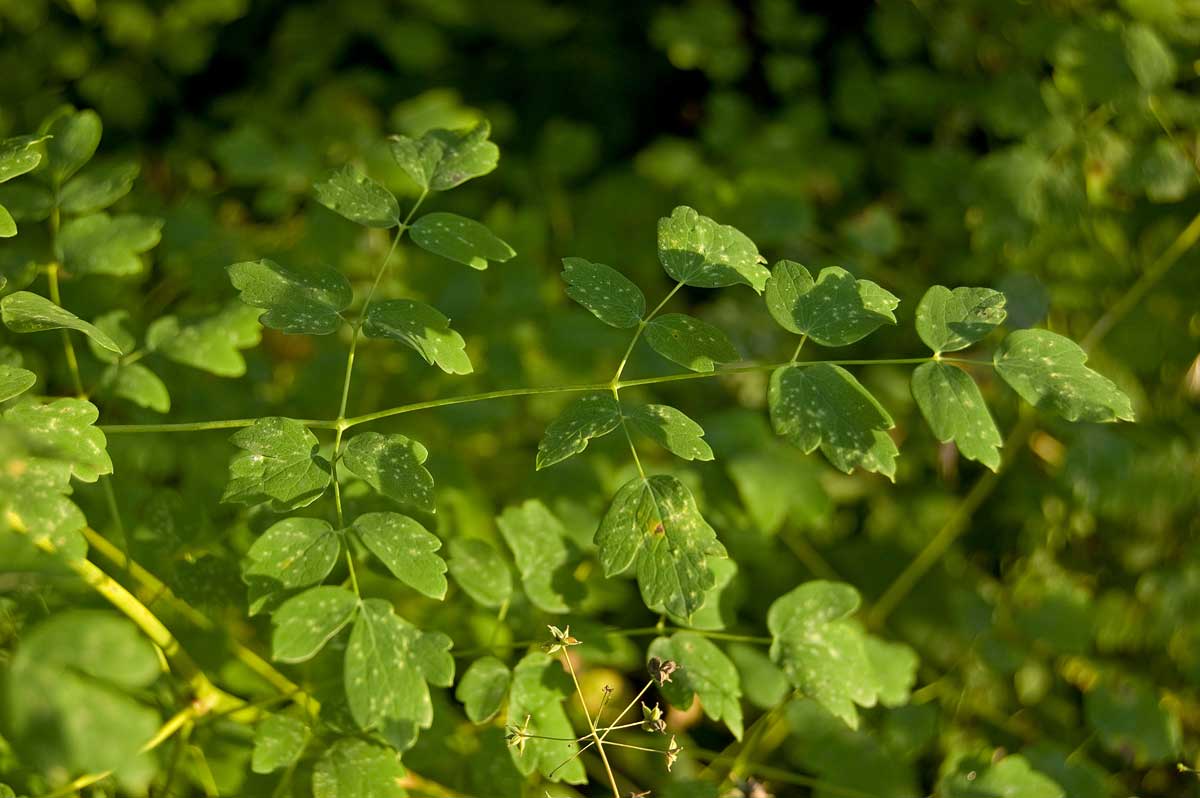 Изображение особи Thalictrum simplex.