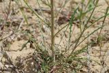 Erysimum leucanthemum