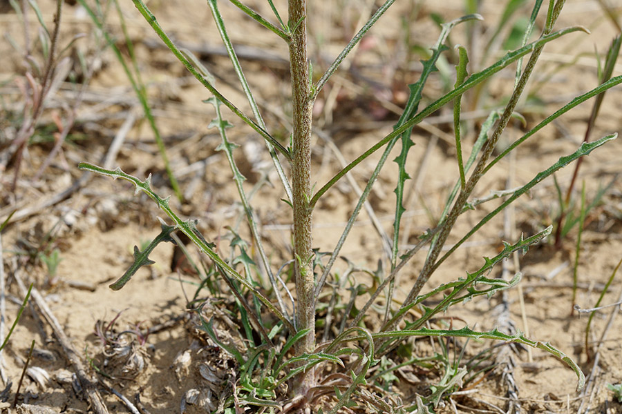 Изображение особи Erysimum leucanthemum.