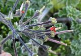 Pelargonium fulgidum