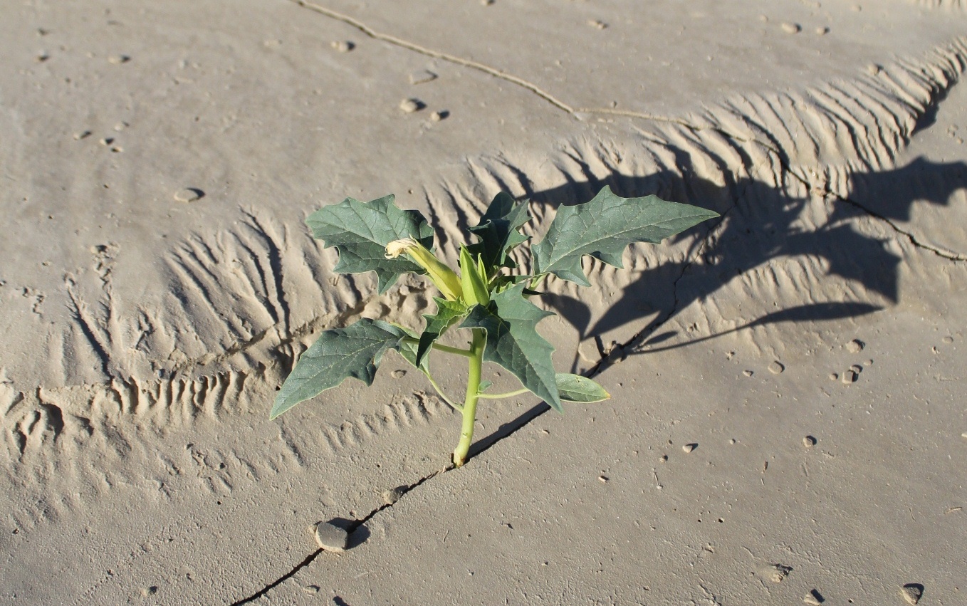 Изображение особи Datura stramonium.