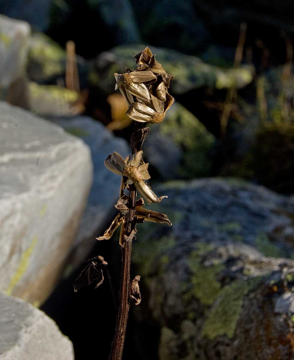 Image of Ligularia sibirica specimen.