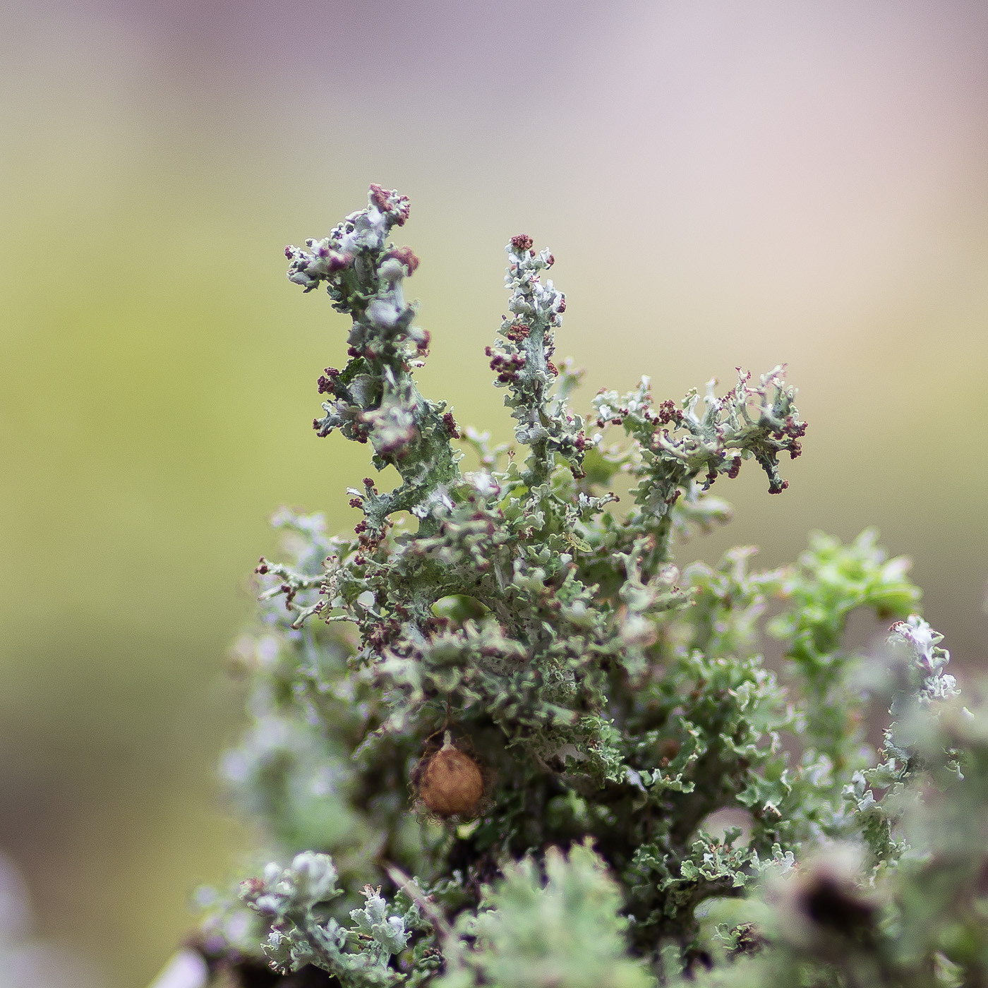 Изображение особи Cladonia furcata.