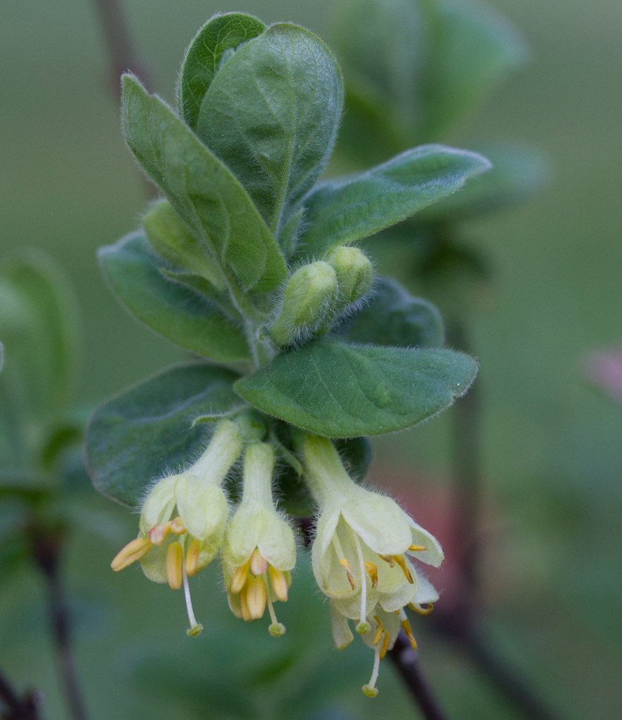 Image of Lonicera pallasii specimen.