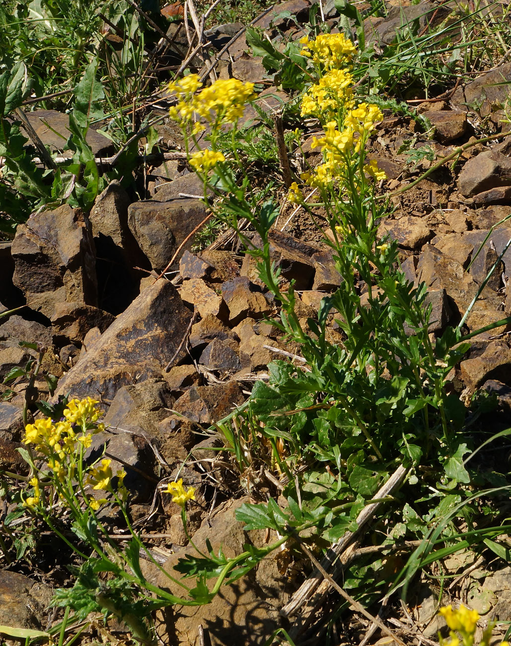 Image of Barbarea vulgaris specimen.