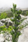 Veronica gentianoides