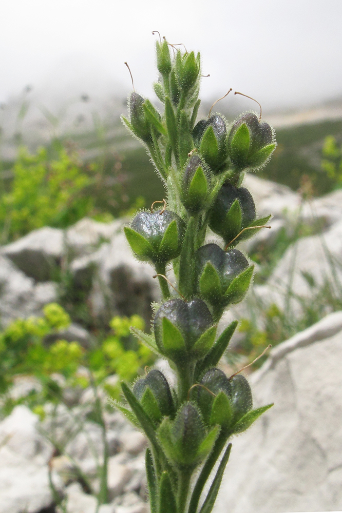 Image of Veronica gentianoides specimen.