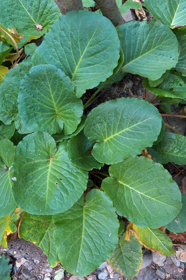 Image of Rumex obtusifolius specimen.