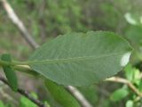 Salix разновидность glaucophylla