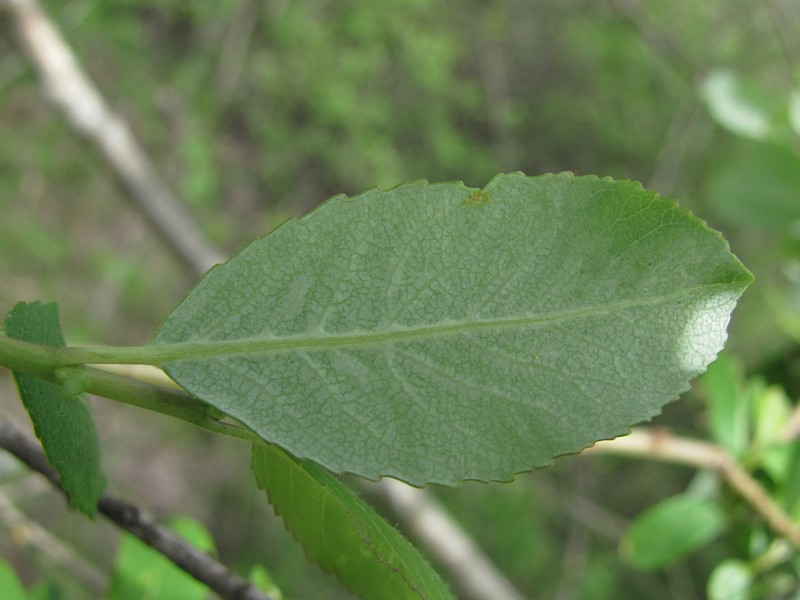 Изображение особи Salix triandra var. glaucophylla.