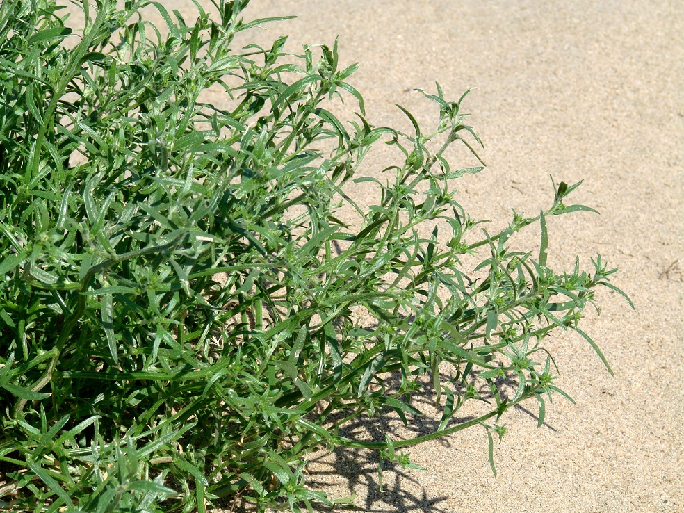 Image of genus Corispermum specimen.