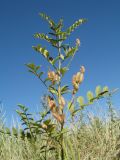 Glycyrrhiza nadezhinae