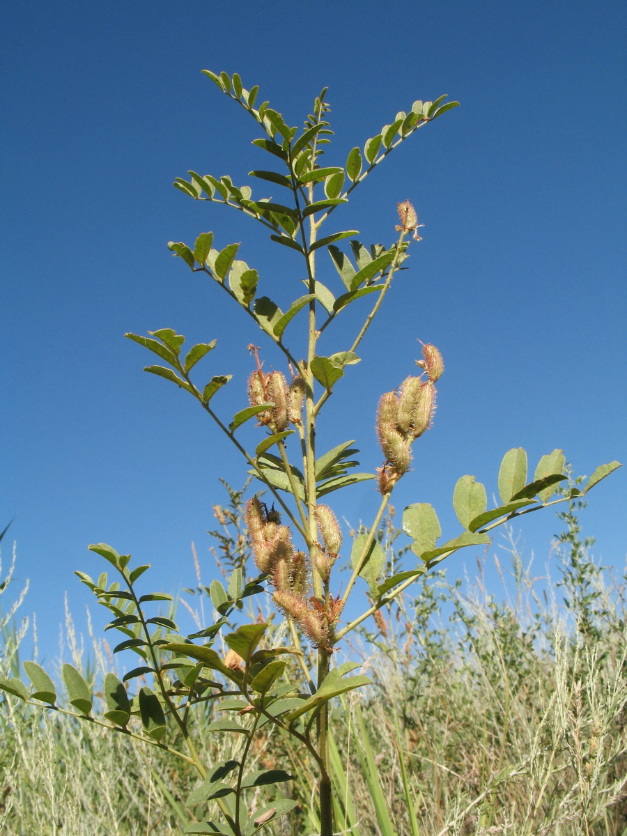 Image of Glycyrrhiza nadezhinae specimen.