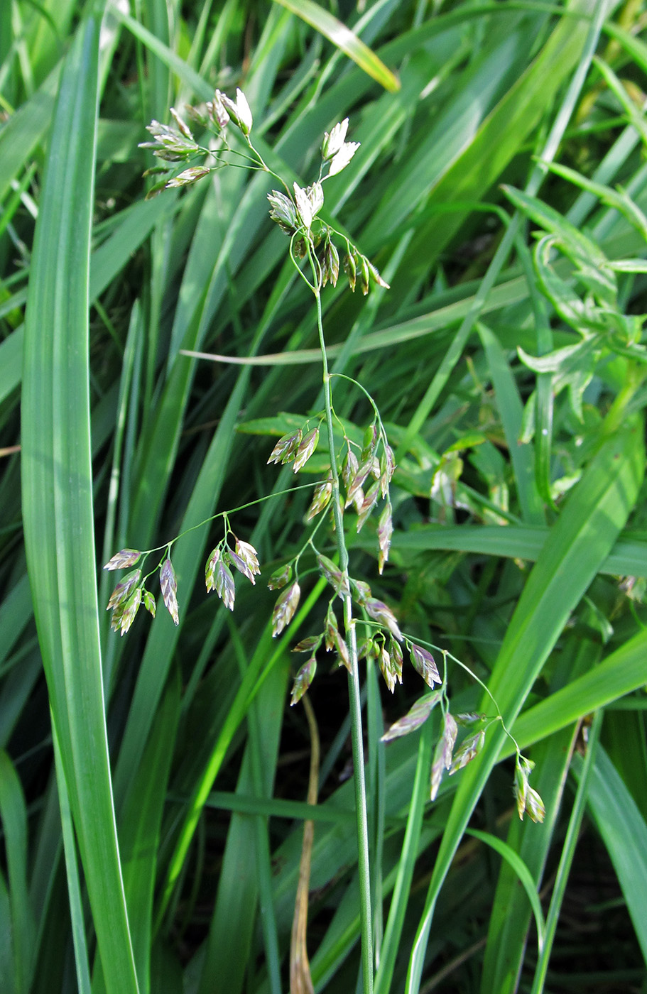 Изображение особи Poa pratensis.